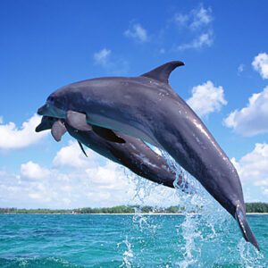 delfini in salto sul mare, corso aerografo livello intermedio